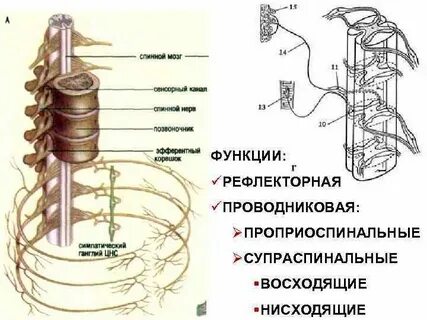 Нервные спинные узлы и нервные ганглии