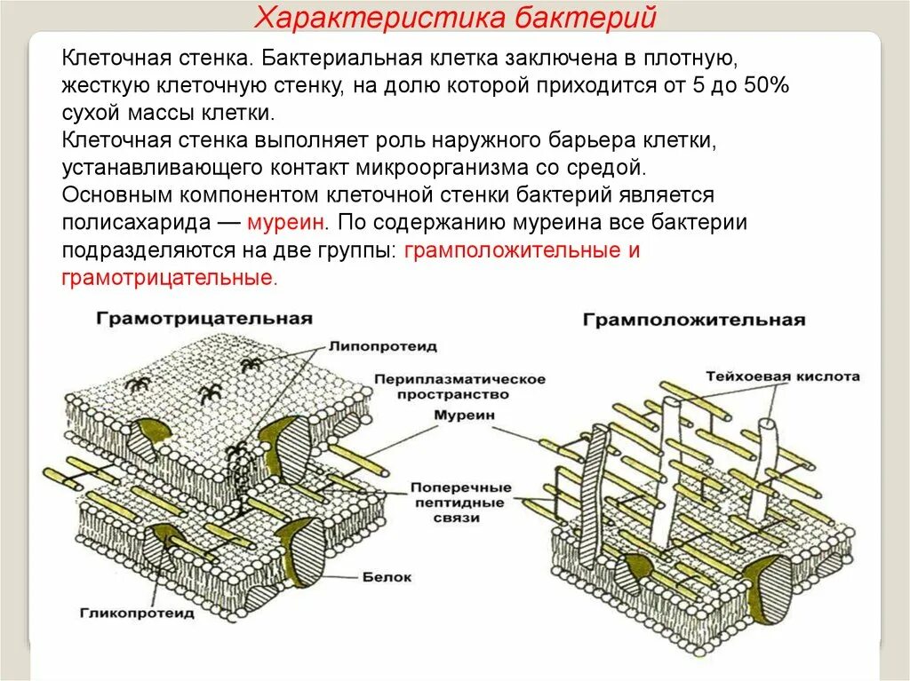 Клеточная стенка грамположительных бактерий. Строение клеточной стенки микробиология. Структура клеточной стенки бактерий. Структурные компоненты клеточной стенки грамположительных бактерий.