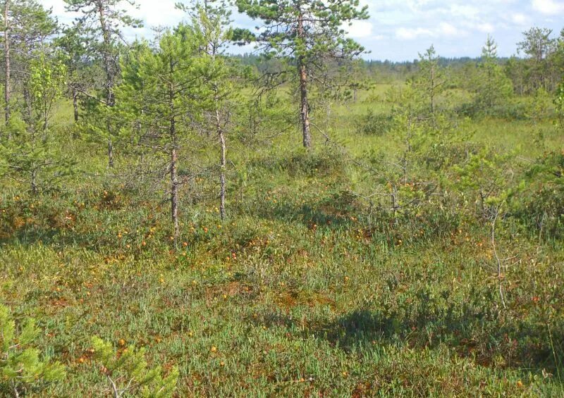 болото ельня. слепая елань. переславль-залесский блудово болото слепая елань. блудово болото переславль. елань болото.