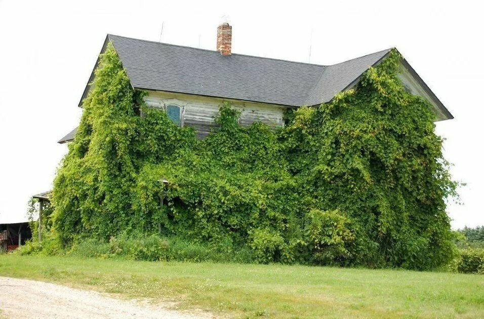 графство девон графства англии. дом обросший плющом. замки графства девоншир англия. дом заросший зеленью. дом обросший плющом.