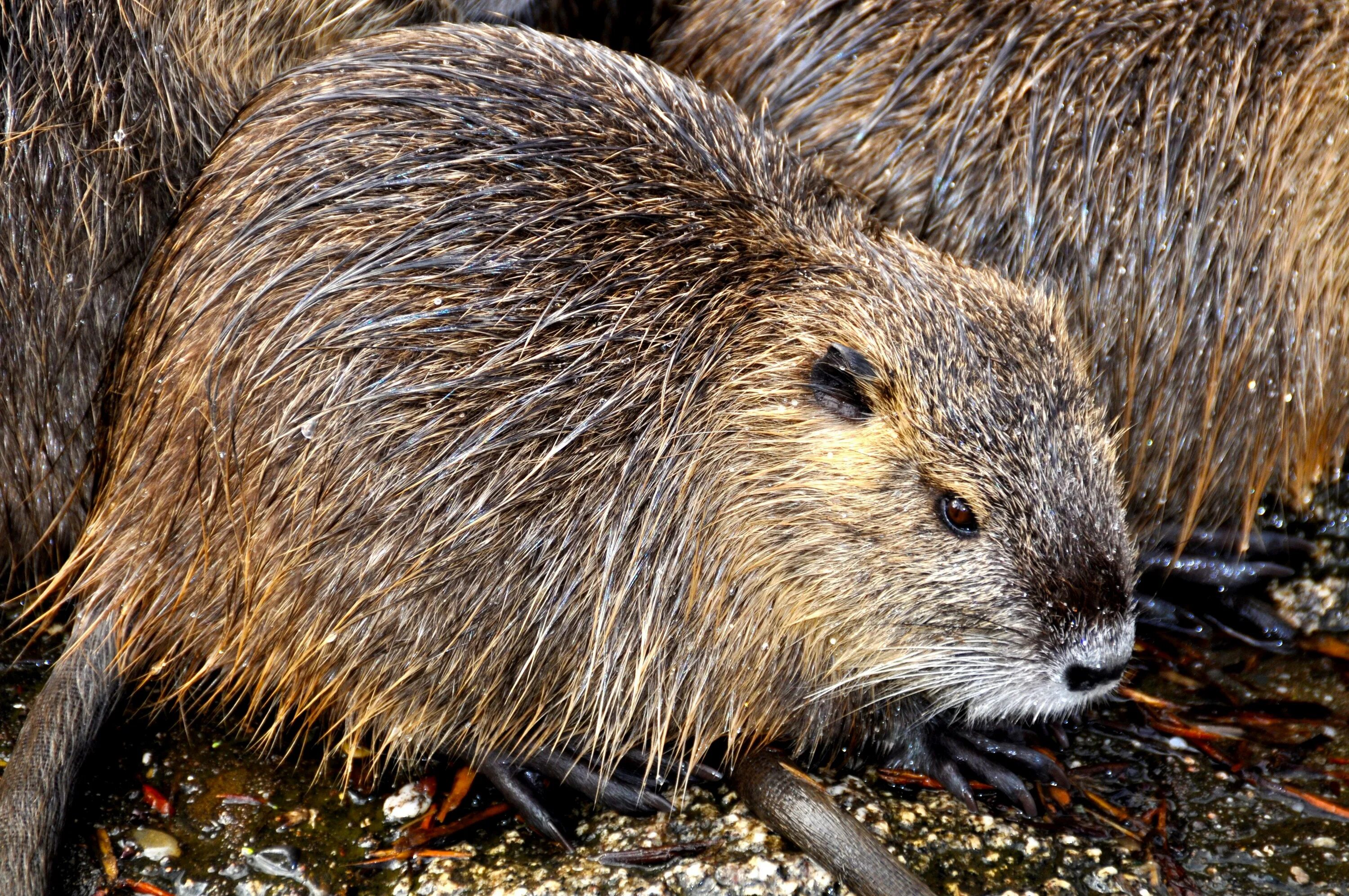 Бобр что есть в природе. Myocastor coypus нутрия. Нутрия и ондатра. Бобер нутрия и ондатра. Нутрия Южная Америка.