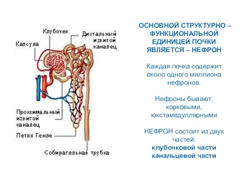 В строение нефрона входит пирамидки. Нефрон структурно-функциональная единица почки. юкстамедуллярный нефрон. строение структурно-функциональных единиц почек нефрон. схема структурно функциональной единицы почки нефрона.