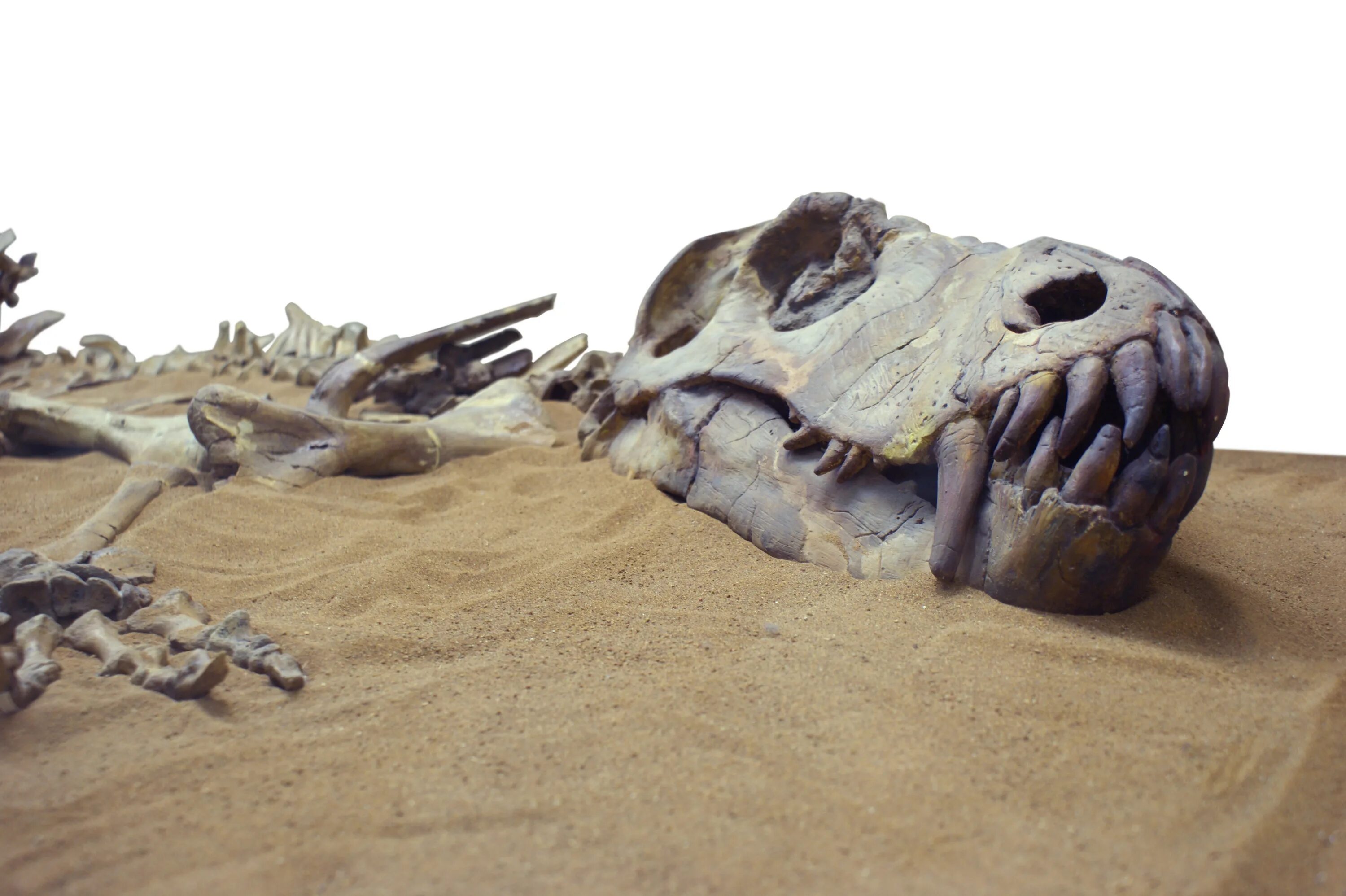 Палеонтологический музей Тиранозавр. Пустыня Гоби кладбище динозавров. Окаменелости кости динозавров. Dinosaur Bone Fossil раскопки динозавров.