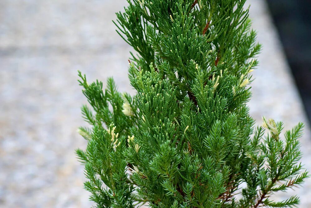 Juniperus chinensis. Можжевельник китайский стрикта. можжевельник стрикта джуниперус. можжевельник китайский стрикта (juniperus chinensis stricta). можжевельник стрикта вариегата.
