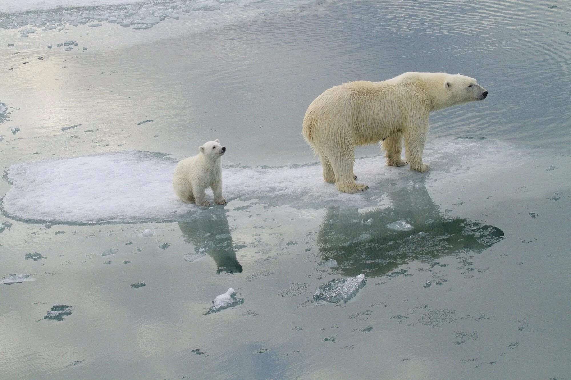 На льдах какого залива обитают белые. Северный Ледовитый океан белый медведь. Белые медведи во льдах Северного Ледовитого океана. Таяние ледников белые медведи. Таяние ледников глобальное потепление.