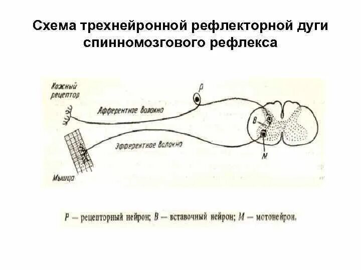 Строение рефлекторной дуги рисунок