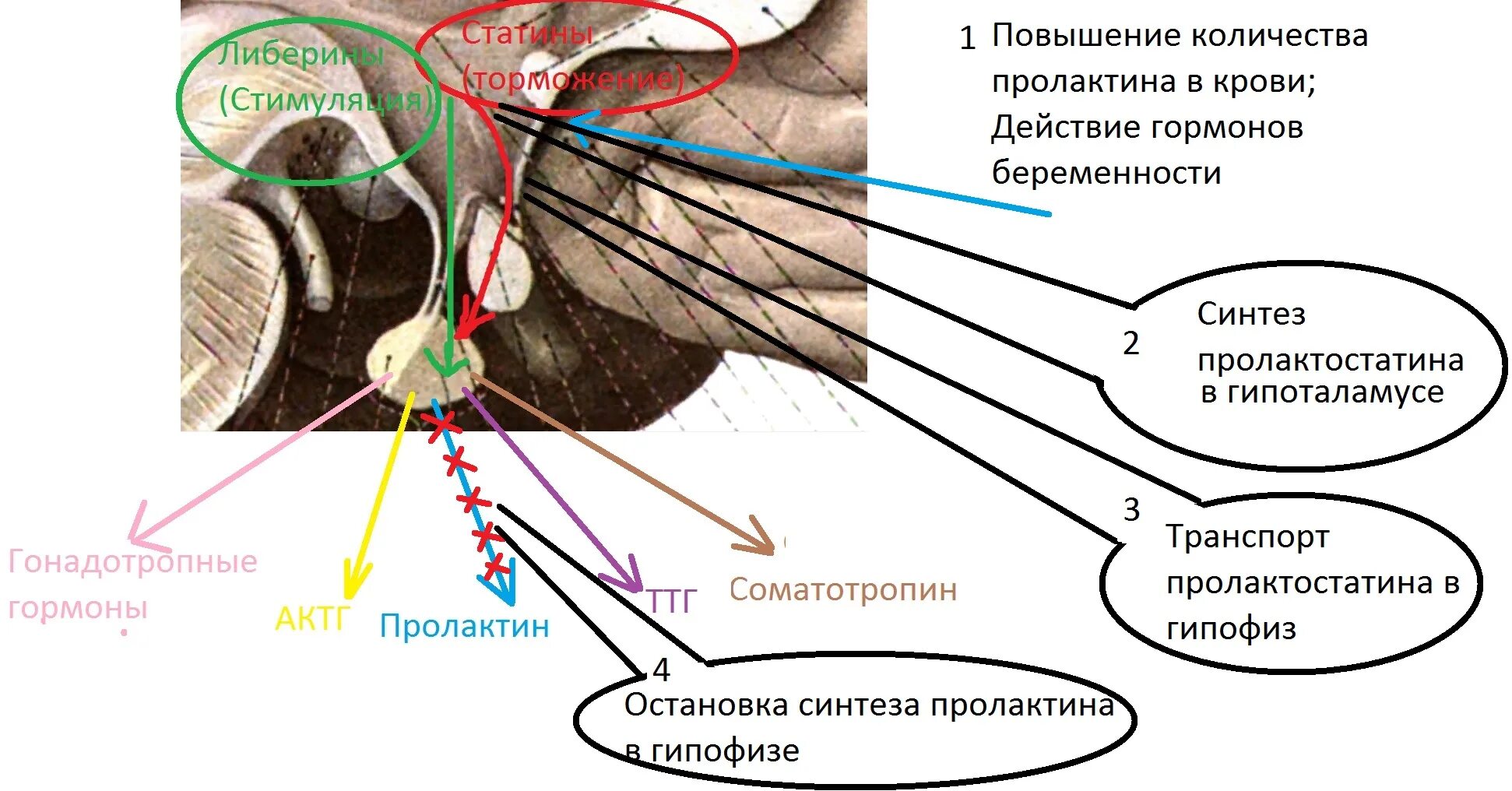 Повышенный пролактин гипофиз. Пролактин. Гипофиз пролактин. Пролактин физиологический эффект. Биологические эффекты пролактина.