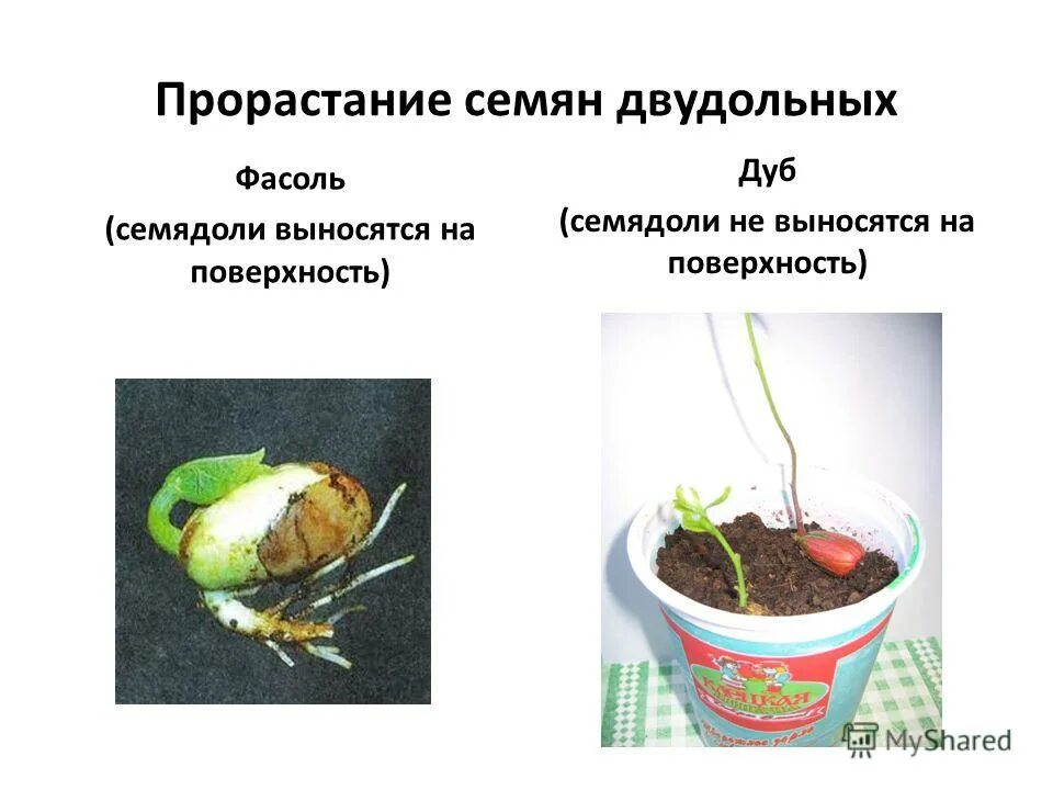 С чего начинается прорастание семени и почему. Прорастание семян семядоли. Двудольное семя прорастание. Семена фасоли прорастание семян. Семядоли на поверхность при прорастании.