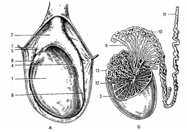 Строение семенника анатомия. Яичко и придаток яичка анатомия. Внутренне строение яичка. Семенник внутреннее строение. Мужские яички органы