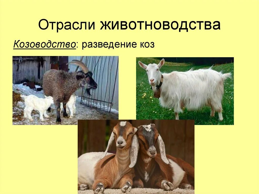 Домашние млекопитающи. Отрасли животноводства козоводство. Породы домашних животных коз. Животноводство млекопитающие.