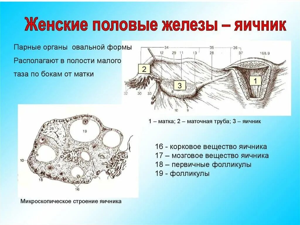 Укажите одну из функций которую выполняет яичник. Структуры женских половых желез. половые железы расположение и строение. женские половые железы функции строение. строение женской половой железы яичника.