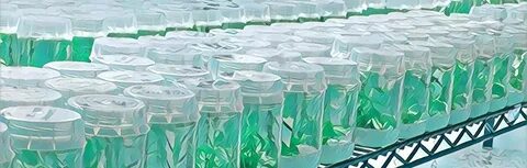 Plant tissue culture