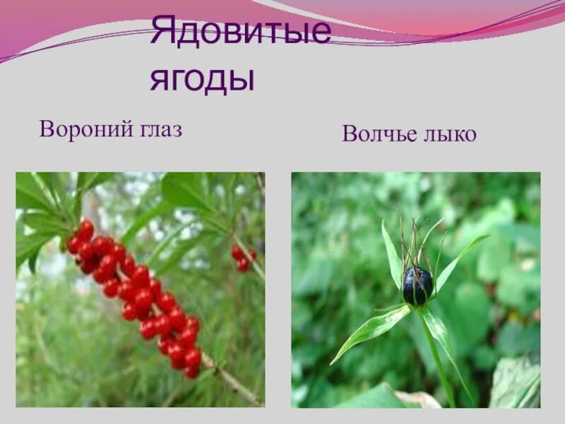Вороний лыко. Волчье лыко ядовитое растение. волчье лыко и вороний глаз это ягода. волчье лыко, волчьи ягоды, вороний глаз, ягоды ландыша. ядовитые растения волчье лыко и вороний глаз.