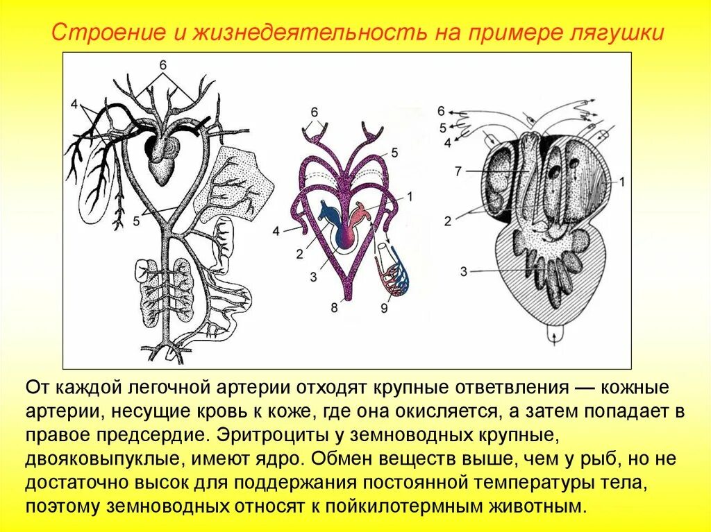 Почему кровь не смешивается. Трёхкамерное сердце и два круга кровообращения. Сердце в кровеносной системе лягушек. Строение сердца лягушки. Желудочек сердца лягушки.