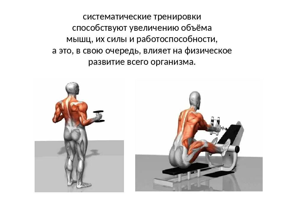 Способствует развитию мышц. Увеличение мышечной силы. упражнения на мышечную силу. упражнения для увеличения силы. количество мышц.