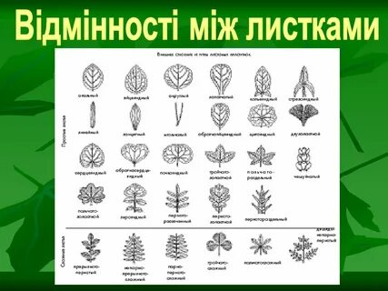 Виды листьев у растений