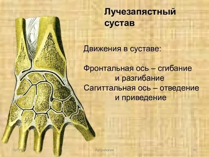 Кости образованы в основном
