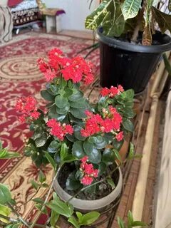 Әйелім видеоны жұлқылайды