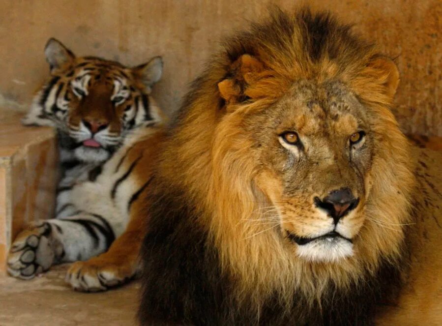 лигр и тигролев. лигр гибрид льва и тигра. лев и тигр. дева тигр. лигры и тигоны.