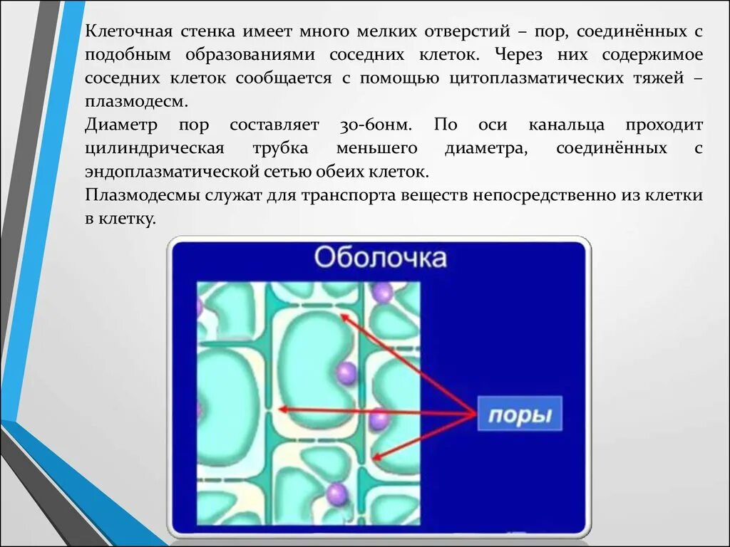 Клеточная стенка. Клеточная стенка клетки. Строение клеточной стенки. Клеточная стенка растительной клетки. Стенка растительной клетки содержит