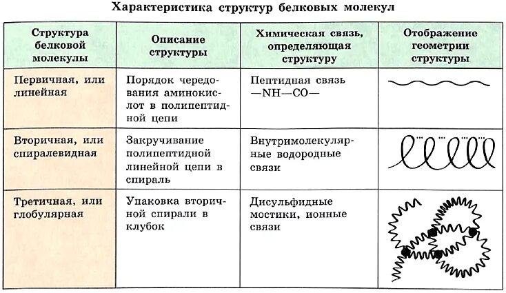 Свойства белковых молекул. Структуры белковых молекул таблица. Характеристика структур белков. Характеристика структур белковых молекул. Характеристика структуры белковой молекулы таблица.