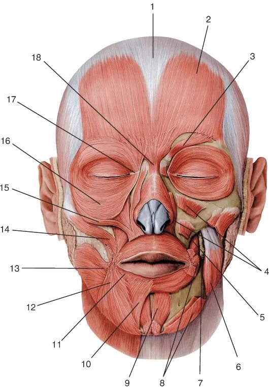 Поднимающая угол рта. Мимические мышцы лица анатомия. Мускулюс Фронталис. Мимические мышцы лица анатомия вид спереди. Мимические мышцы лица анатомия атлас.