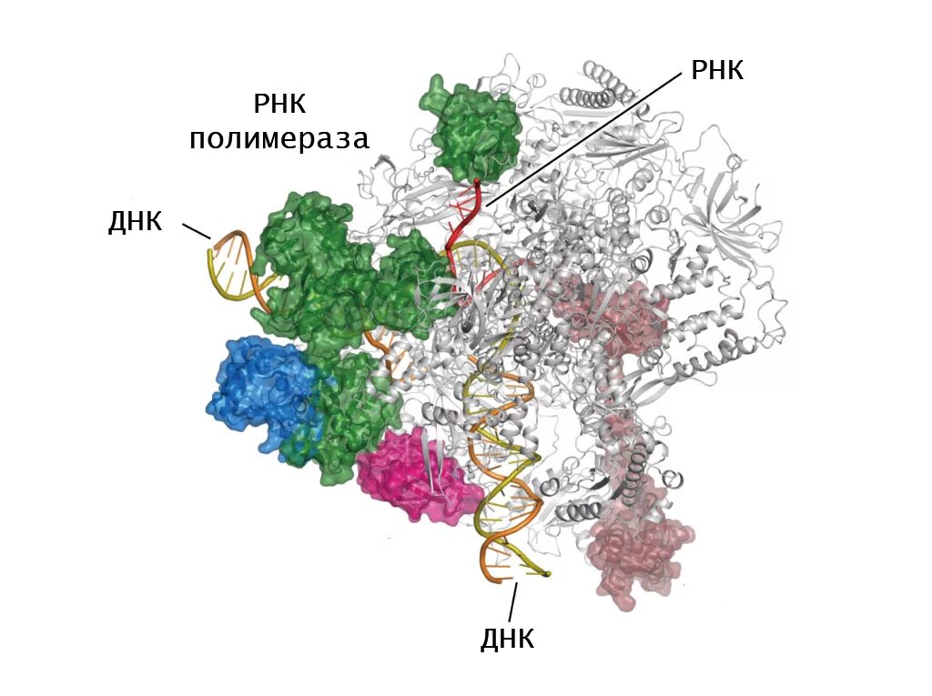 Осуществляется ферментом днк полимеразой. Строение РНК полимеразы у эукариот. РНК полимераза прокариот структура. РНК полимераза структура. РНК полимераза эукариот строение.