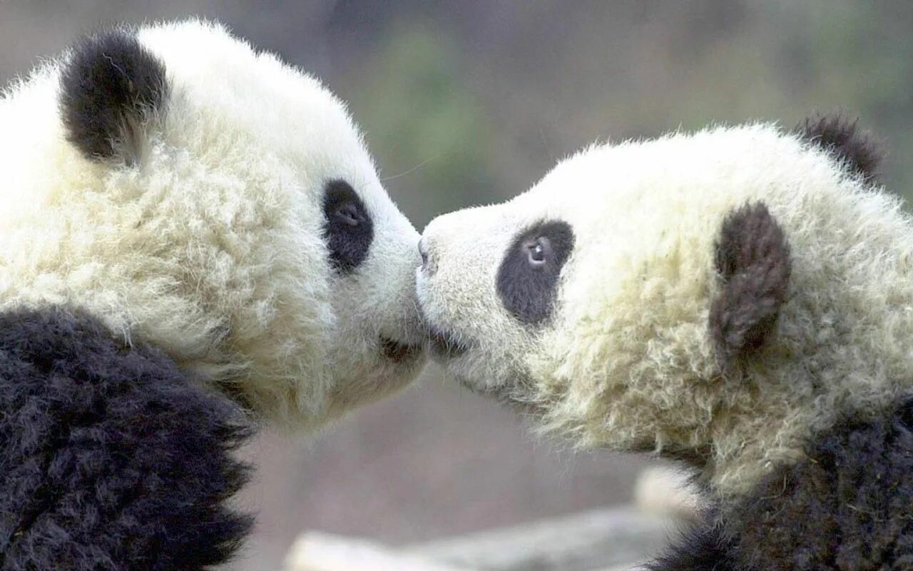Любовь животных. Объятия животных. Поцелуй панды. Животные целуются. Обнять панду