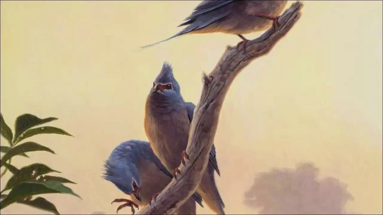 Un oiseau l oiseau