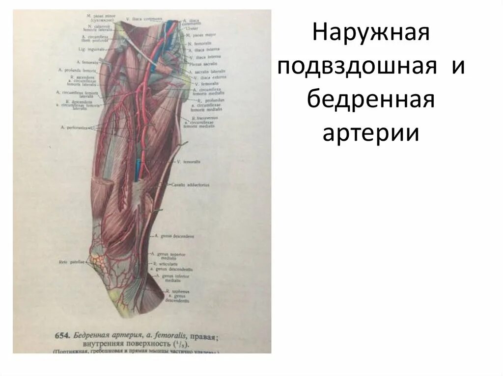 Бедренная Вена и наружная подвздошные. Наружная подвздошная и бедренная артерия. Подвздошно бедренная Вена. ПБА поверхностная бедренная артерия.