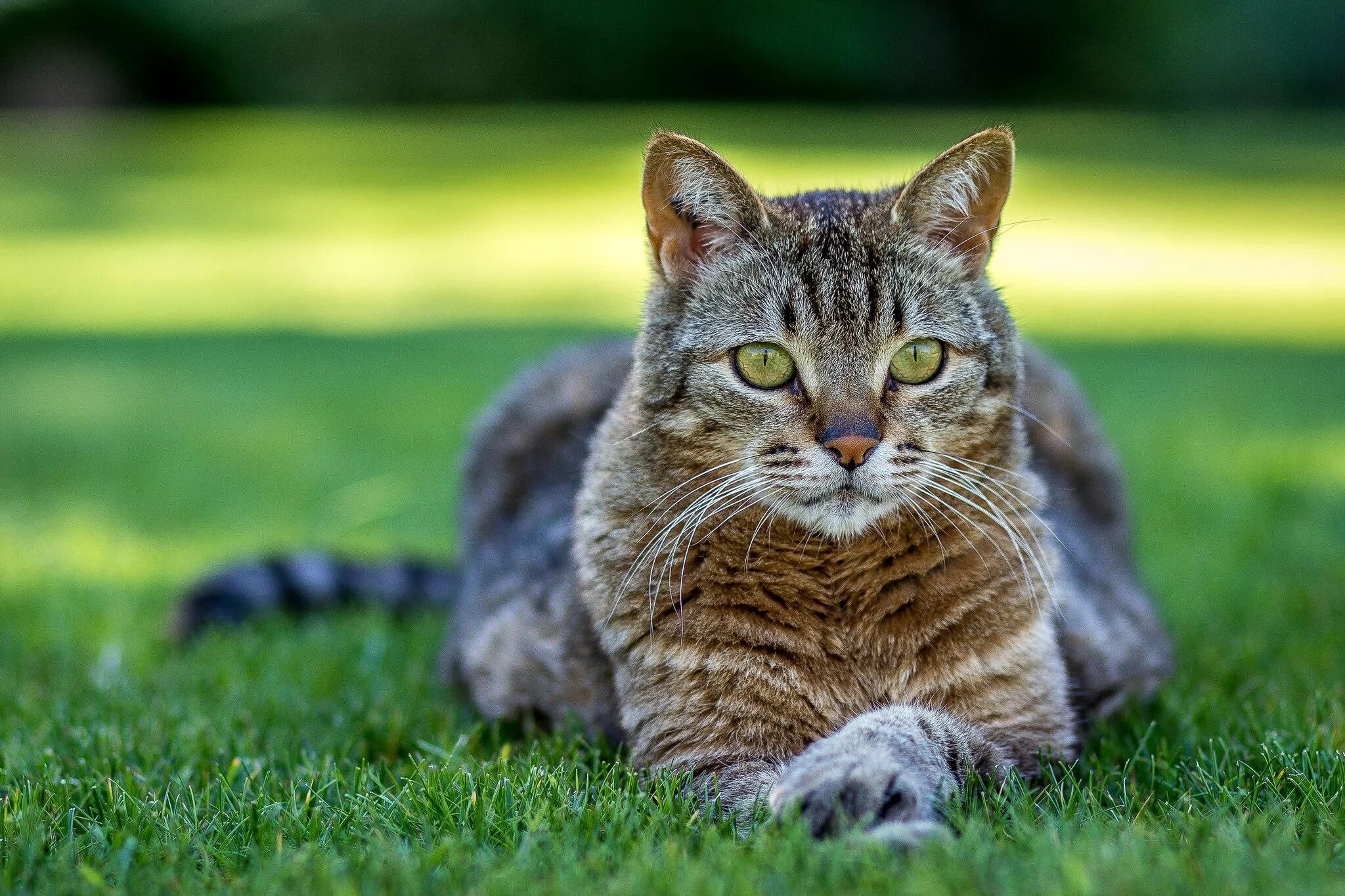 Картинки котов. Животные кошки. Домашние животные кошки. Кот на лужайке. Домашнее животнее кошка.