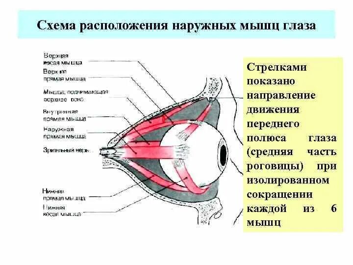 Задний полюс глаза. Внутриглазная жидкость наружные мышцы глаза. Расположение мышц глаза. Наружные мышцы глаза движение. Мышцы глаза схема.