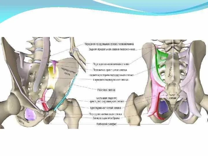Подвздошная кость у женщин. Тазобедренный сустав малый таз. Подвздошно-поясничная связка анатомия. Пояснично-крестцовое сочленение анатомия. Анатомия таза мышцы связки.