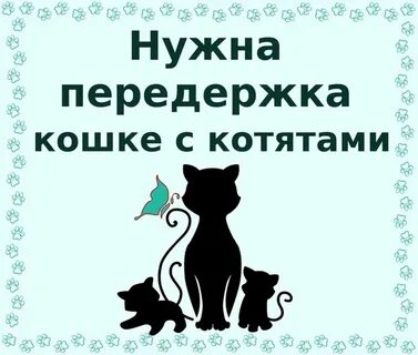 Передержка котят