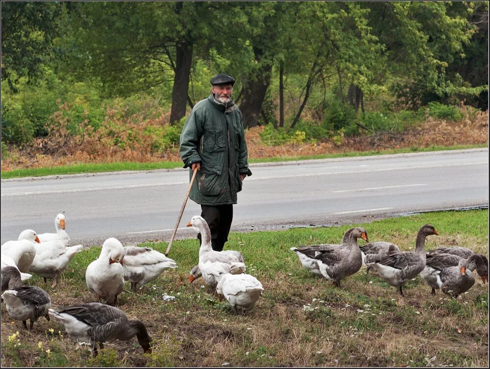 Жюльен дюпре (julien dupré) (1851-1910). Пастух гусей. Пасите гусей. Девочка и гусь. Пастушок пасет гусей.