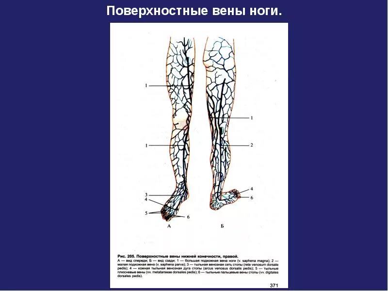 Вены нижней конечности анатомия. Подкожные вены голени анатомия. Схема поверхностных вен нижних конечностей.