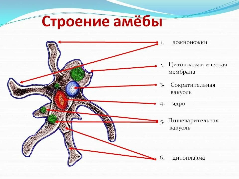 Часть ба. Строение амебы обыкновенной. Строение клетки амебы обыкновенной рисунок. Схема амебы обыкновенной. Амёба обыкновенная строение рисунок.