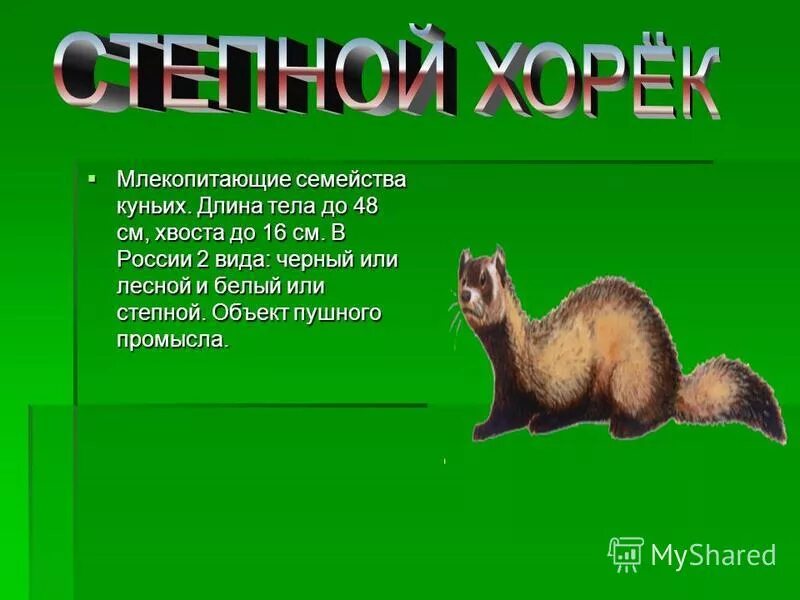 систематика царство животные схема. отряды млекопитающих. отряды млекопитающих. млекопитающие животные. классификация животных 5 класс биология.