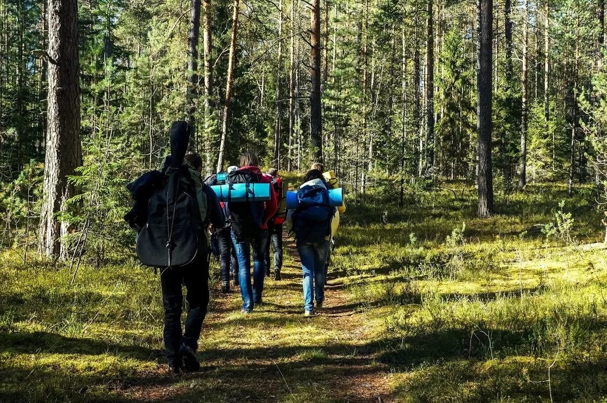Выступить в поход. Туристы в лесу. туризм в лесу. пешеходный туризм. пеший поход.
