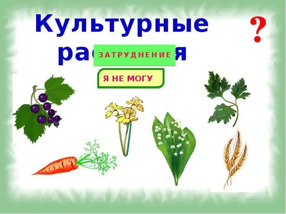 Культурные растения. Цветы дикорастущие и культурные. Дикорастущие и культурные растения. Рисунок дикорастущего и культурного растения.