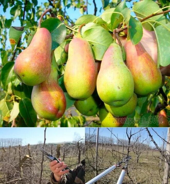 Груша прибалтийская маслянистая. Штамбовая груша. Сад огород груша. Груша августовская роса. Сад огород груша.