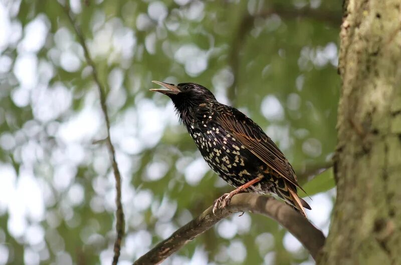 скворец. скворцы на родину. обыкновенный скворец (sturnus vulgaris). скворец летит. певчий скворец.