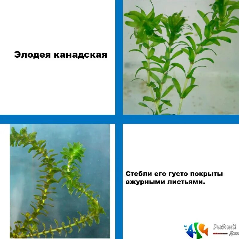 Особенности внутреннего строения элодеи. Элодея аквариумное. Элодея мутовчатое. Аквариумное -- - Элодея канадская. Стебель элодеи.