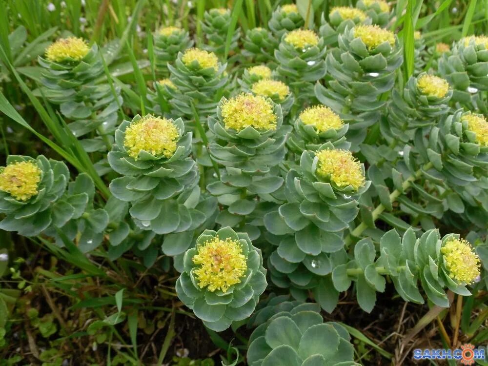 Родиола розовая свойства и противопоказания цена. Родиола розовая Rhodiola rosea. Родиола розовая (Rhodíola rósea). Корень золотой корень родиола. Родиола Сахалинская Rhodiola sachalinensis.