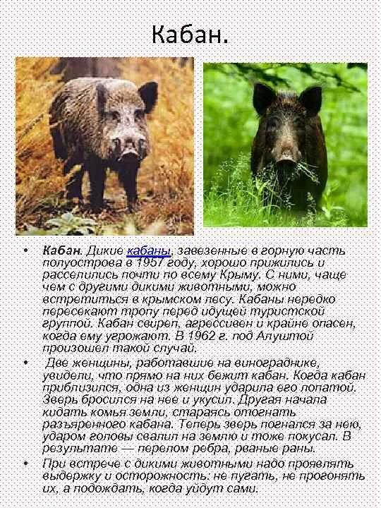 Чувашия дикие кабаны. Кабан в белгородской области. Кабаны в псковской области. Дикий кабан секач тверская область. Форум кабанов.