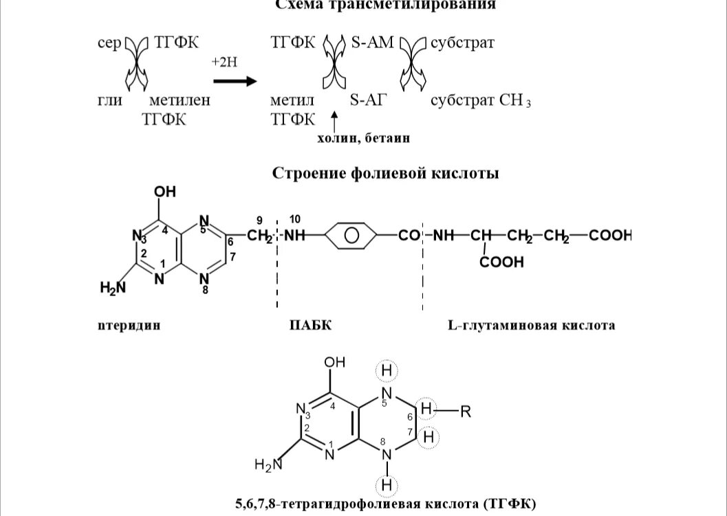 Участие s аденозилметионина в реакциях трансметилирования. Тетрагидрофолиевая кислота Синтез. Образование тетрагидрофолиевой кислоты биохимия. Синтез тетрагидрофолиевой кислоты биохимия. Синтез ТГФК биохимия.