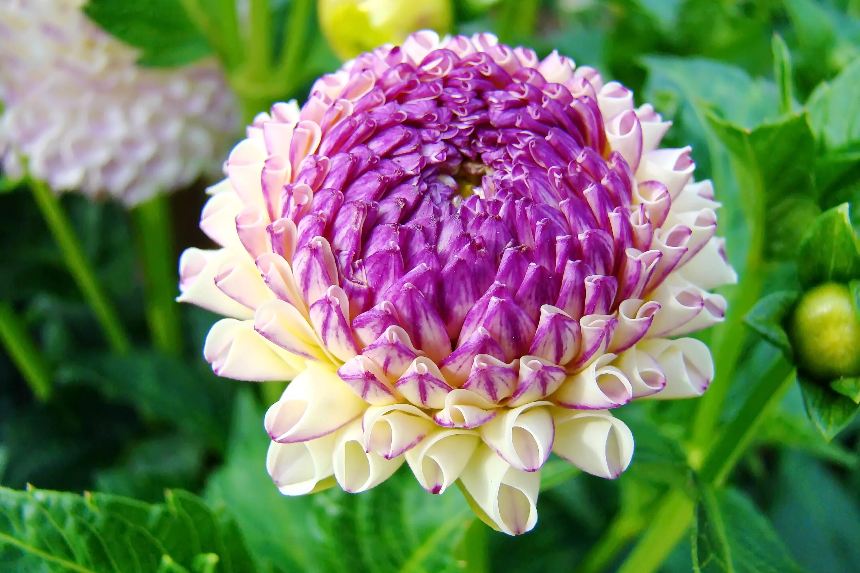 Самые новые сорта. Роза тигровая осирия. Ортензия крупнолистная "мисс саори". Роза прайд оф джейн. Ранункулюс блумингдейл.