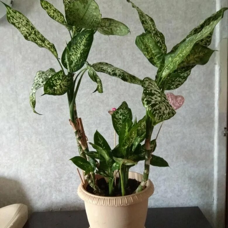 Диффенбахия пальма. Диффенбахия вьющаяся. Диффенбахия можно ли. Диффенбахия. Диффенбахия цветок.