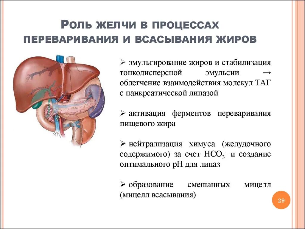 Желчь обеззараживает. Эмульгирование жиров в процессе пищеварения. Роль желчных кислот в переваривании и всасывании жиров.. Роль желчных кислот в процессе всасывания. Роль желчных кислот в переваривании липидов.