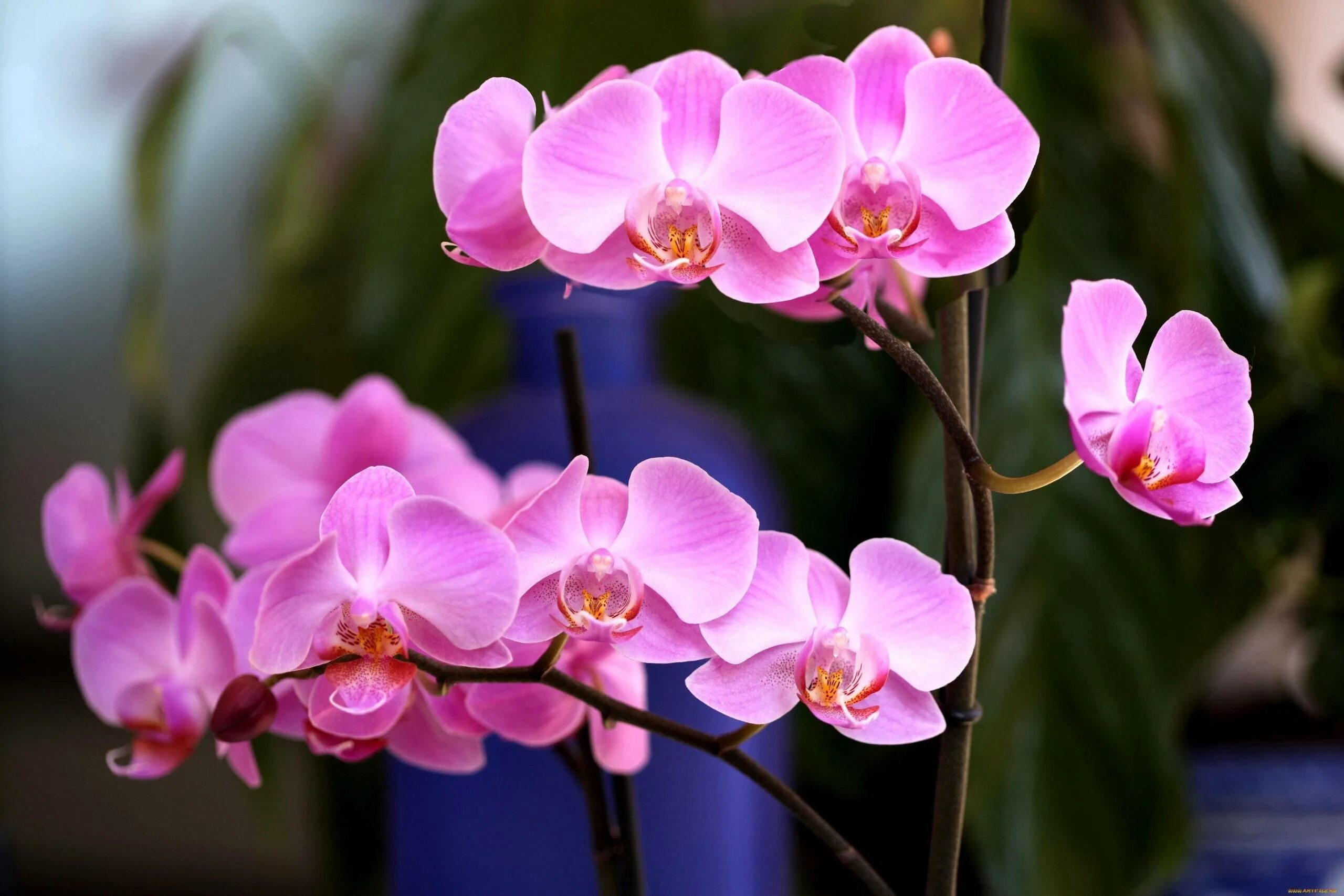 Flowers orchids. Орхидея фаленопсис Монако. Орхидея Калипсо фаленопсис. Орхидея моушн. Фаленопсис Менкар.